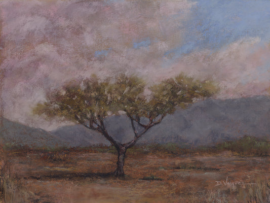 Acacia